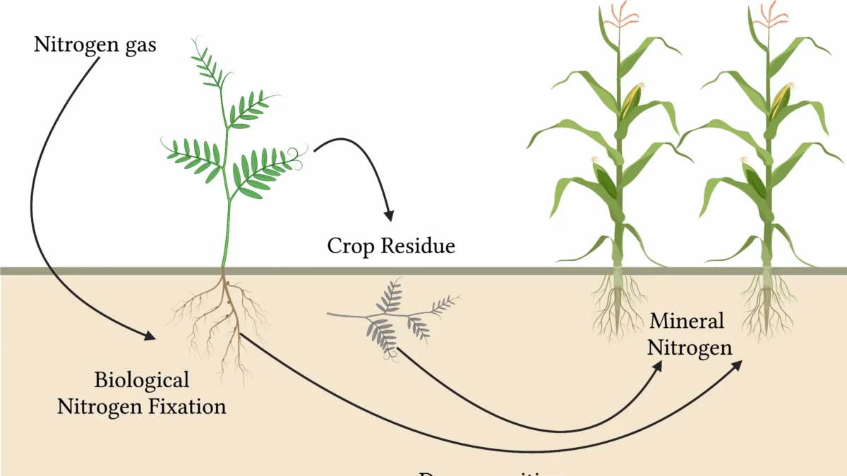 Nitrogen fixing plants UPSC PYQ