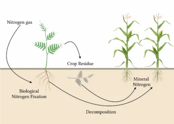 Nitrogen Fixing Plants