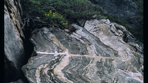 Rainfall is one of the reasons for weathering of rocks