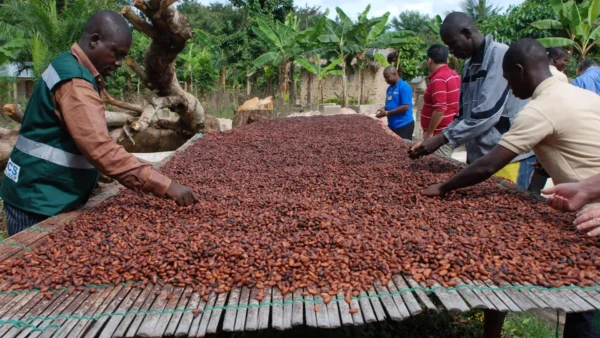 CSE 2024 GS 1 Q5 – Largest Cocoa Producers in the World